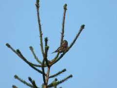 Fringilla montifringilla