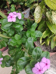 Catharanthus