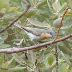 Myiagra rubecula