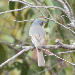 Myiagra rubecula