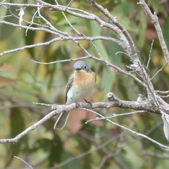 Myiagra rubecula