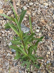 Wahlenbergia stricta