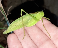Amblycorypha