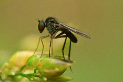 Dolichopodidae