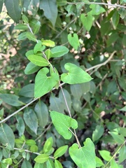 Asclepiadeae