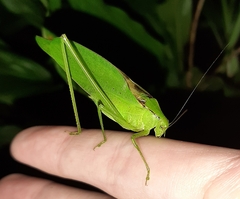 Amblycorypha