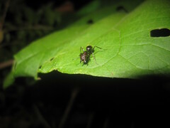 Camponotus