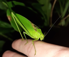 Amblycorypha