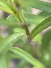 Wahlenbergia stricta