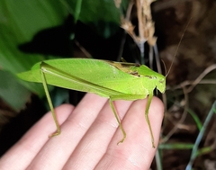 Amblycorypha