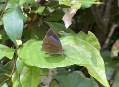 Arhopala japonica