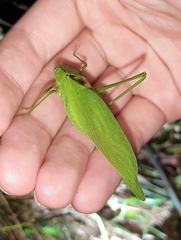Amblycorypha