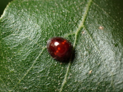 Chilocorus bipustulatus