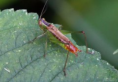 Conocephalus brevipennis