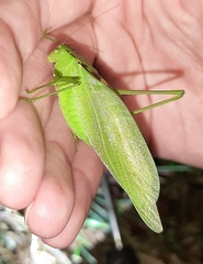 Amblycorypha