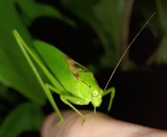 Amblycorypha