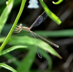 Lestes concinnus