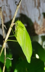 Amblycorypha