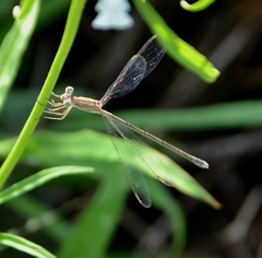 Lestes concinnus