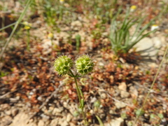 Valerianella coronata