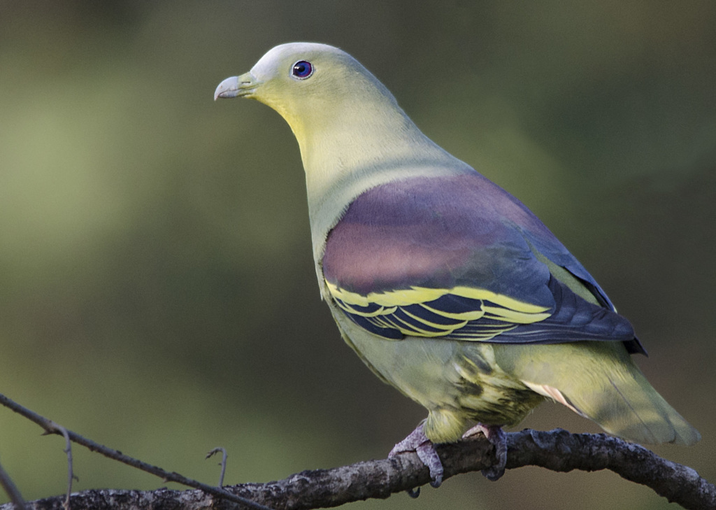 Gray-fronted Green-Pigeon photo