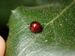 Chilocorus bipustulatus