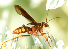 Poecilopompilus algidus
