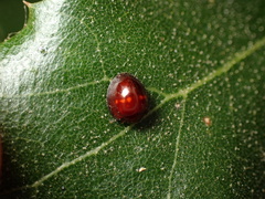 Chilocorus bipustulatus