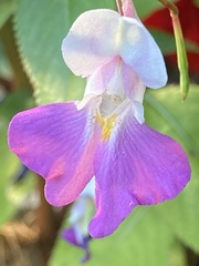Impatiens balfourii