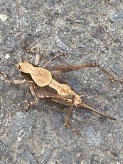 Neduba