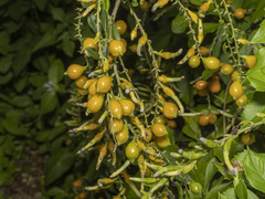 Duranta erecta