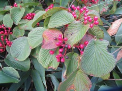 Viburnum furcatum
