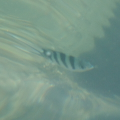 Abudefduf sexfasciatus
