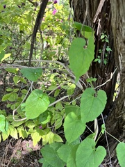 Asclepiadeae