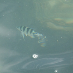 Abudefduf sexfasciatus
