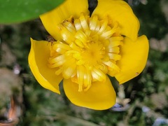Nuphar japonica