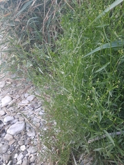 Symphyotrichum subulatum
