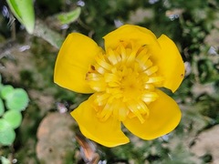 Nuphar japonica