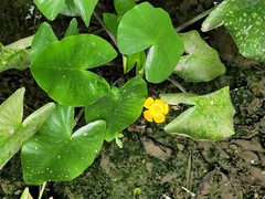 Nuphar japonica