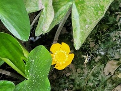 Nuphar japonica