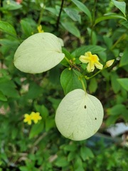 Pseudomussaenda flava