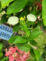 Pseudomussaenda flava