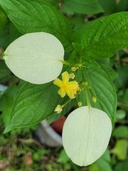 Pseudomussaenda flava