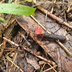 Cruentomycena viscidocruenta