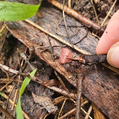Cruentomycena viscidocruenta