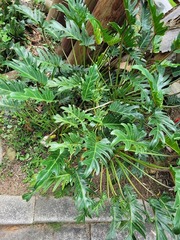 Thaumatophyllum xanadu