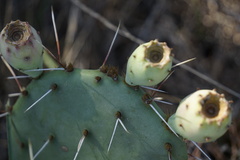 Opuntia gilvescens
