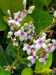 Pseuderanthemum maculatum