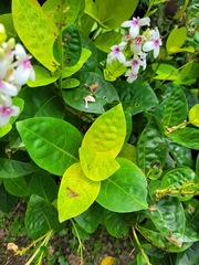 Pseuderanthemum maculatum