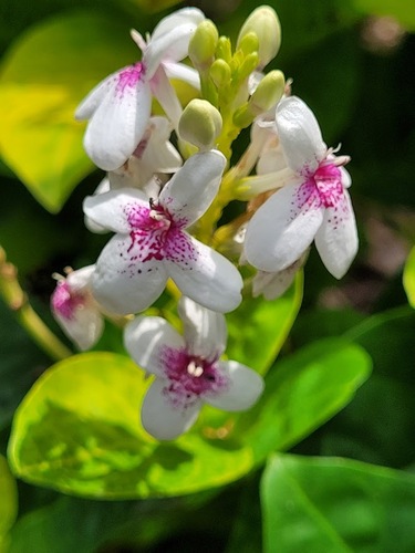 Pseuderanthemum maculatum
